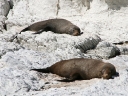 kaikoura (25)